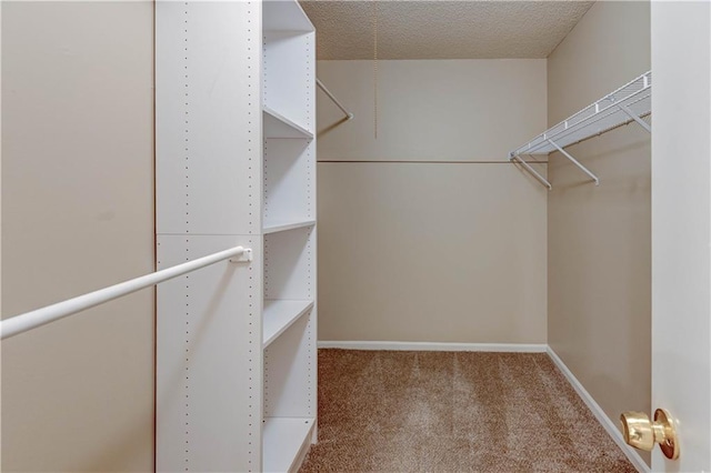 spacious closet featuring carpet floors