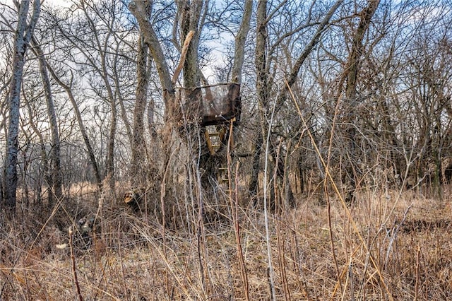 view of local wilderness