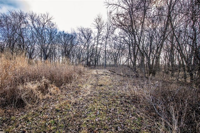 view of local wilderness