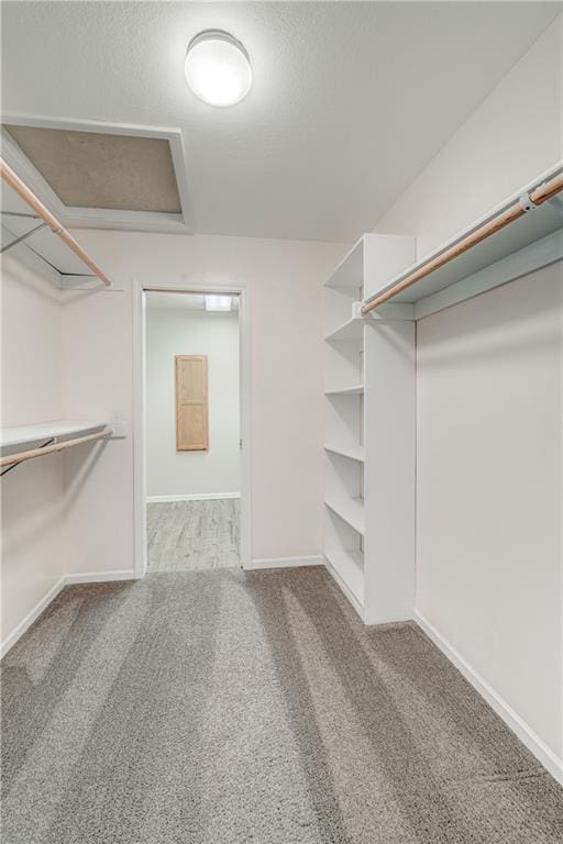 walk in closet featuring carpet floors