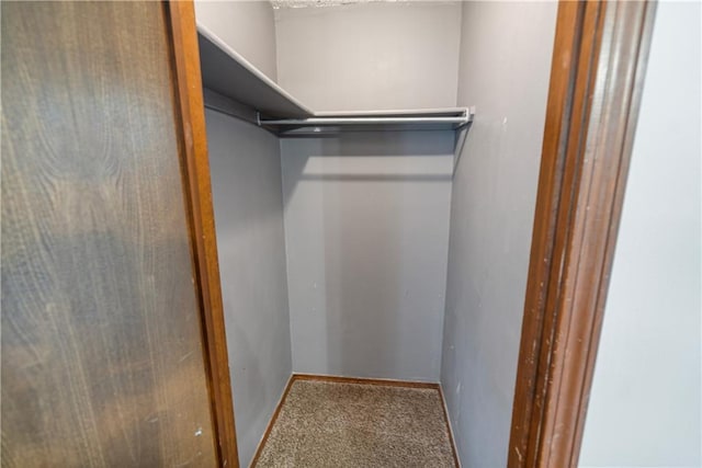 spacious closet featuring carpet