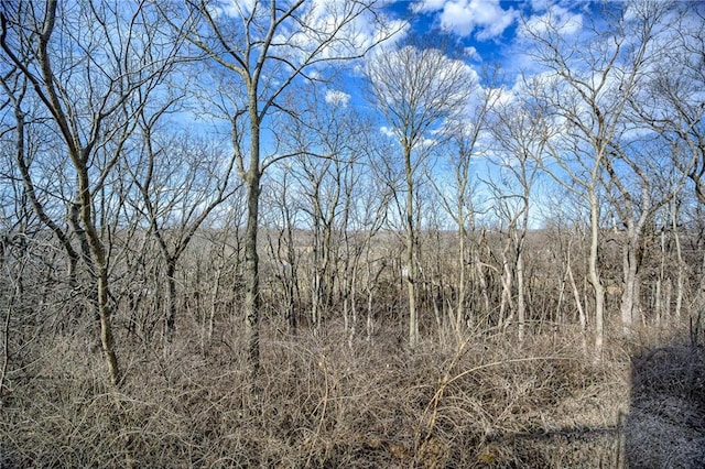 view of local wilderness