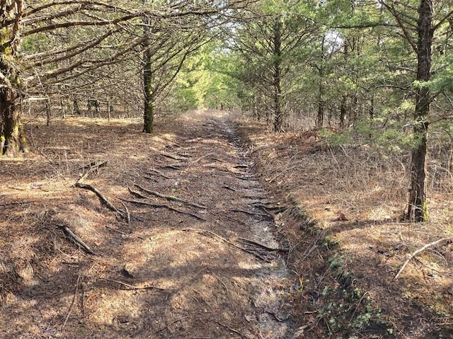 view of local wilderness