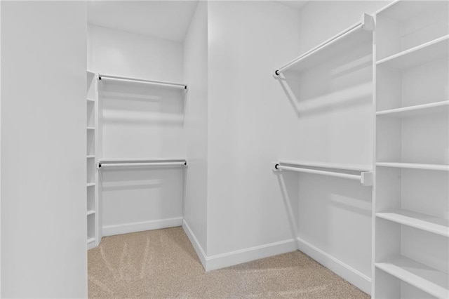 spacious closet featuring carpet flooring