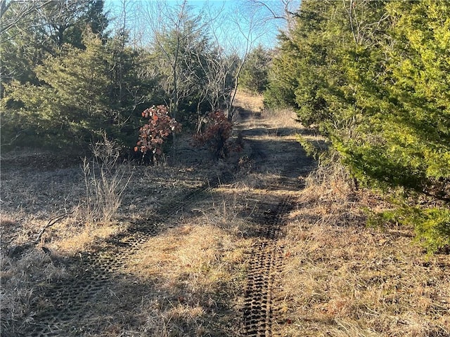 view of local wilderness