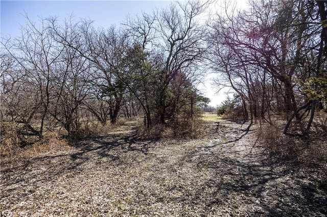 view of local wilderness