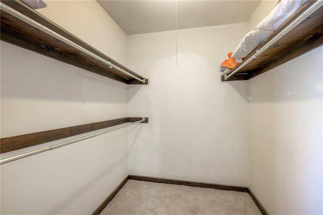 spacious closet with carpet flooring