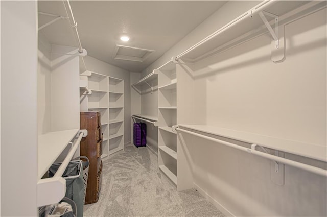 walk in closet with attic access and light carpet