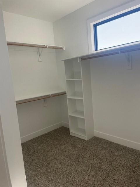 spacious closet featuring carpet floors