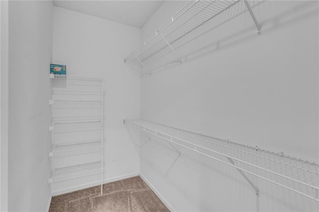 spacious closet featuring carpet