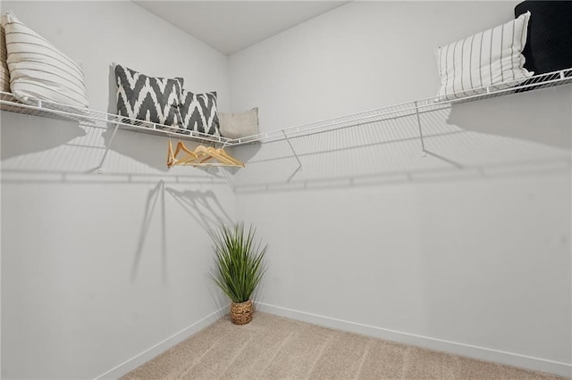 7802 NE 107th Ter, Kansas City, MO 64157 - walk in closet featuring carpet flooring