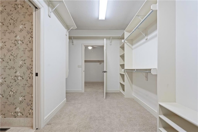 walk in closet with visible vents, carpet floors, and attic access