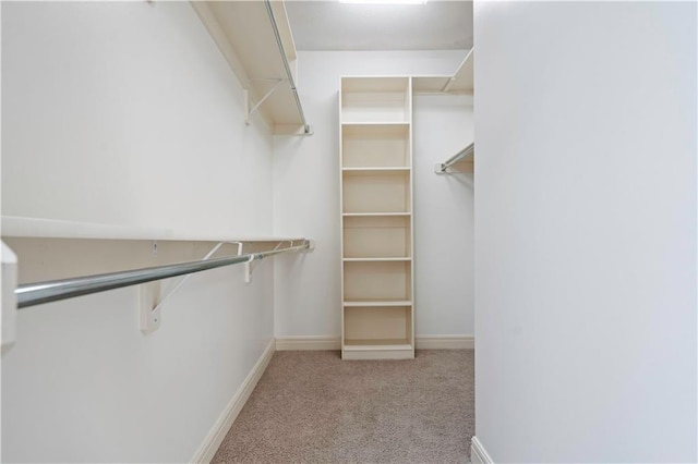 spacious closet featuring carpet