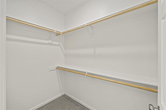 spacious closet featuring carpet