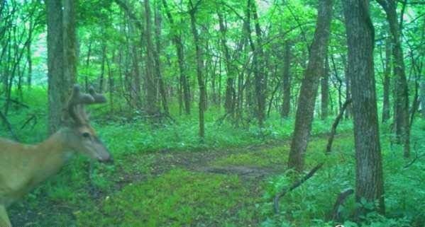 view of nature with a wooded view