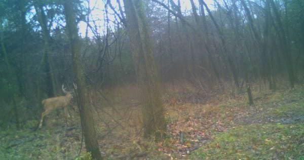 view of nature with a forest view