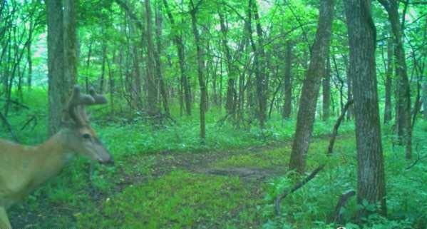 1244 SW 101st Rd, Chilhowee, MO 64733 - photo 36