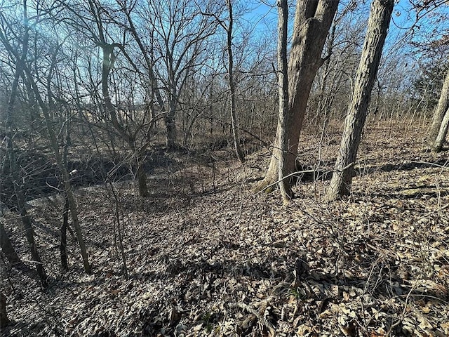 view of local wilderness