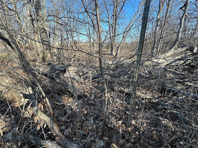 view of local wilderness