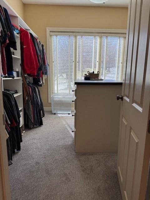 walk in closet with carpet flooring