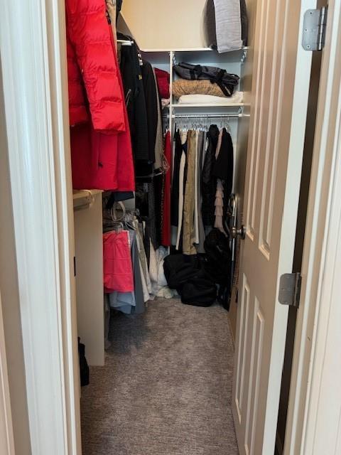 walk in closet featuring carpet flooring