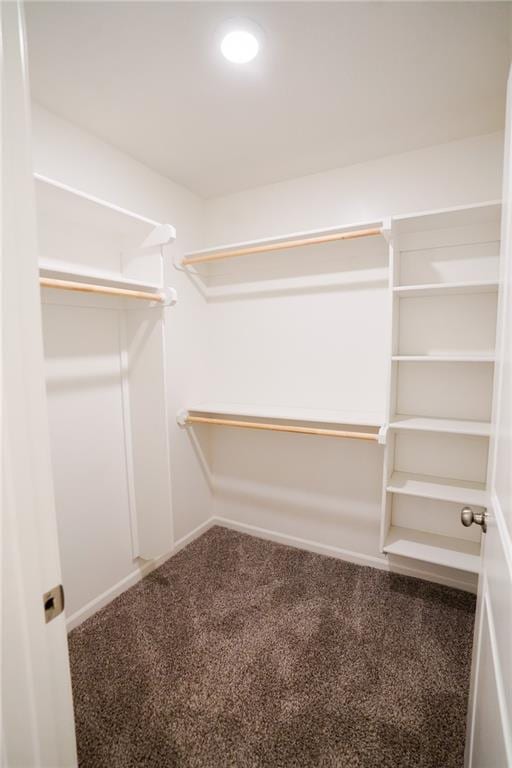 spacious closet featuring carpet