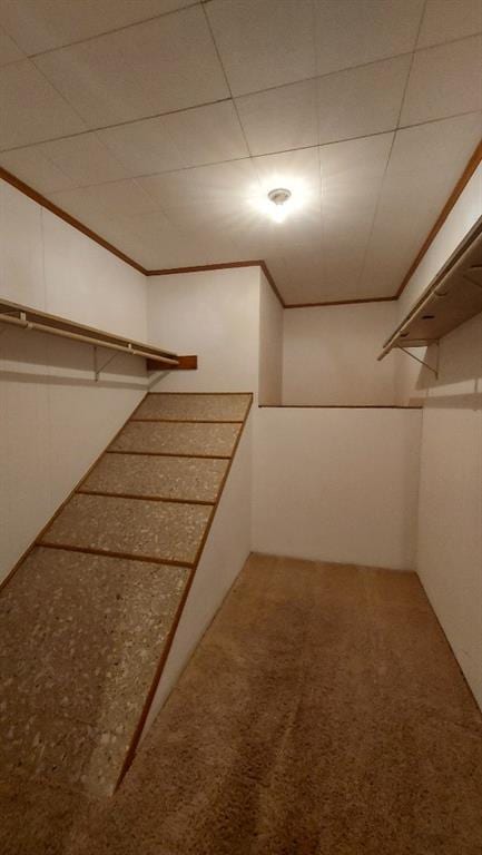 spacious closet featuring a drop ceiling and carpet floors