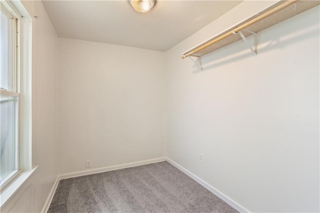 walk in closet with carpet floors