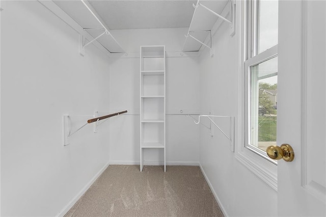 walk in closet featuring carpet flooring