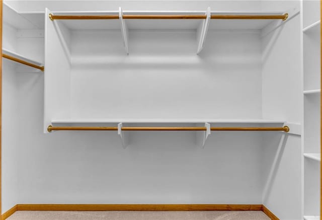 spacious closet featuring carpet