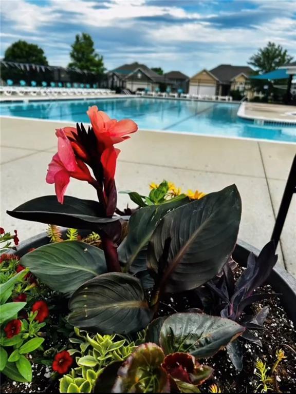 900 NW Lindenwood Dr, Grain Valley, MO 64029 - view of community pool