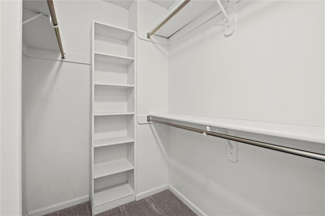 walk in closet with carpet floors