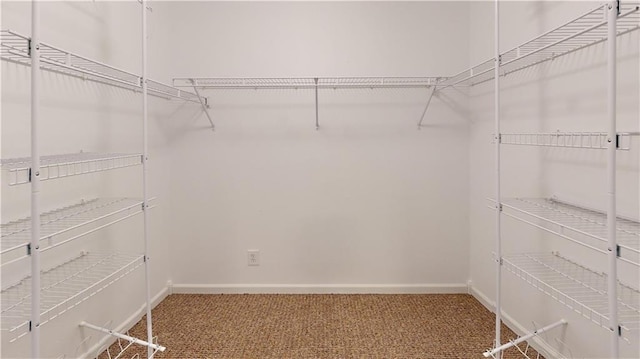walk in closet with carpet flooring