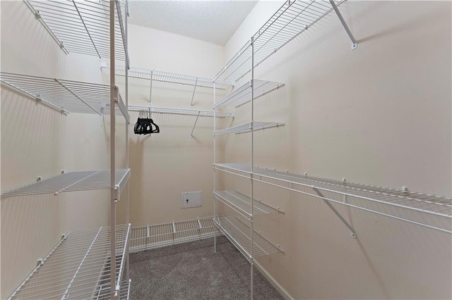 walk in closet with carpet flooring