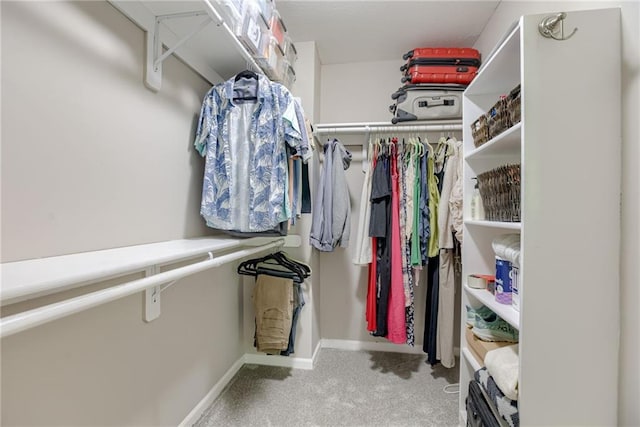 spacious closet featuring carpet