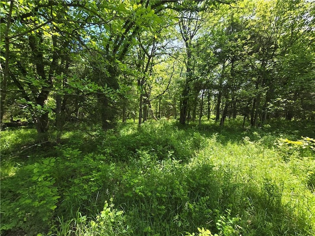 view of woods