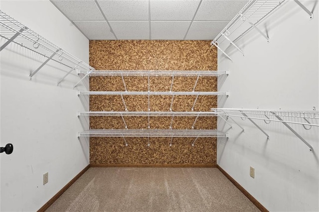 spacious closet with carpet floors and a drop ceiling