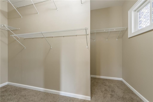walk in closet featuring carpet flooring