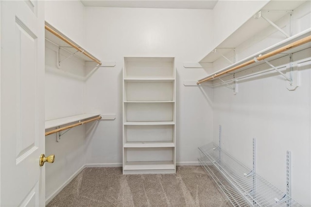 walk in closet featuring carpet floors