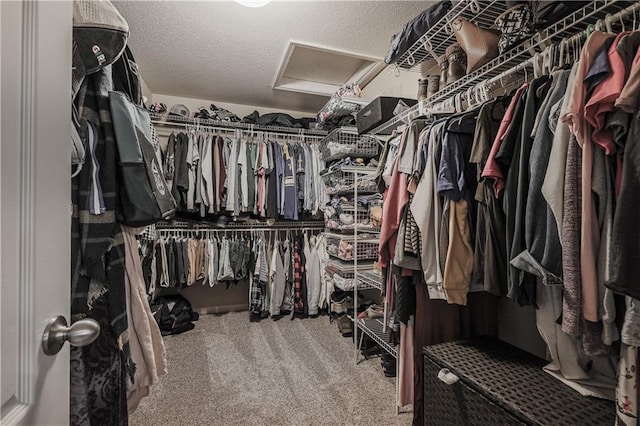 walk in closet with attic access and carpet flooring