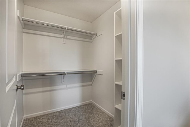 spacious closet featuring carpet
