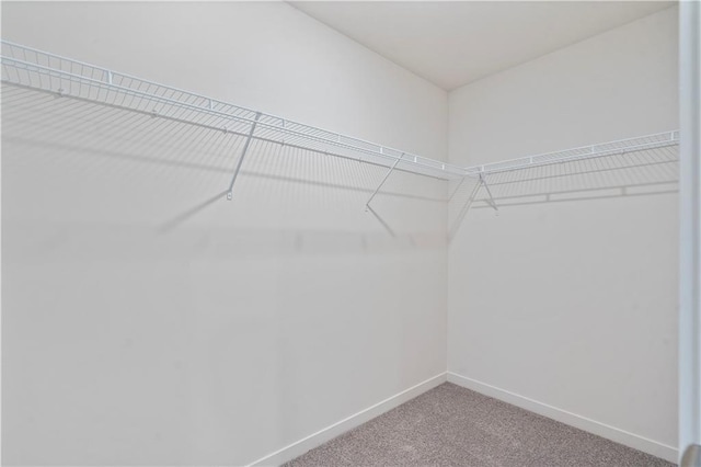 walk in closet featuring carpet