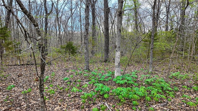 10200 SE 1075th Rd, Collins, MO 64738 - view of tree filled area