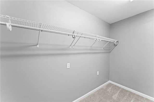 spacious closet featuring carpet flooring