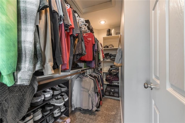 803 Crestridge Dr, Kearney, MO 64060 - walk in closet featuring carpet and attic access