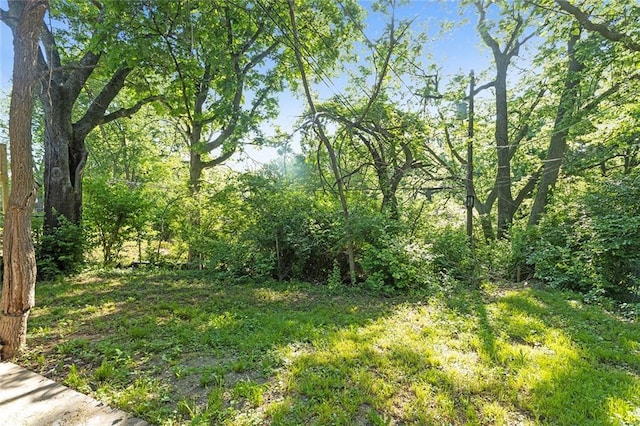 view of woods