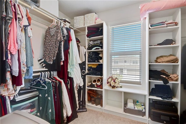 19629 W 196th St, Spring Hill, KS 66083 - walk in closet featuring carpet floors