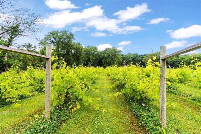 414 Dickinson Rd, Independence, MO 64050 - view of yard