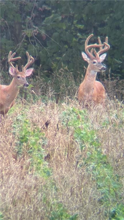 753 SW County Road T Rd, Holden, MO 64040
