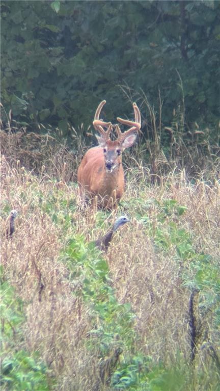 753 SW County Road T Rd, Holden, MO 64040